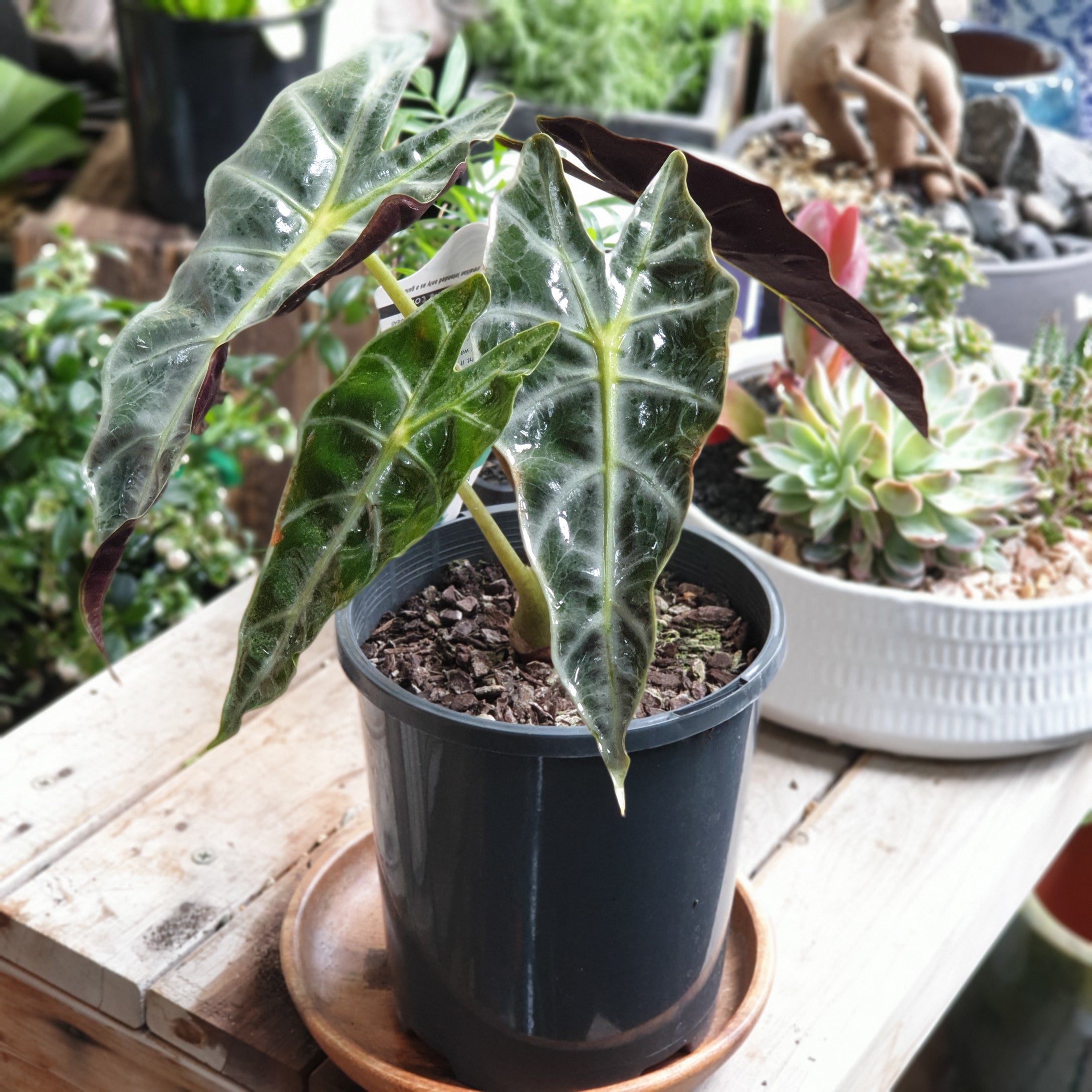 Alocasia(Elephant's ear)